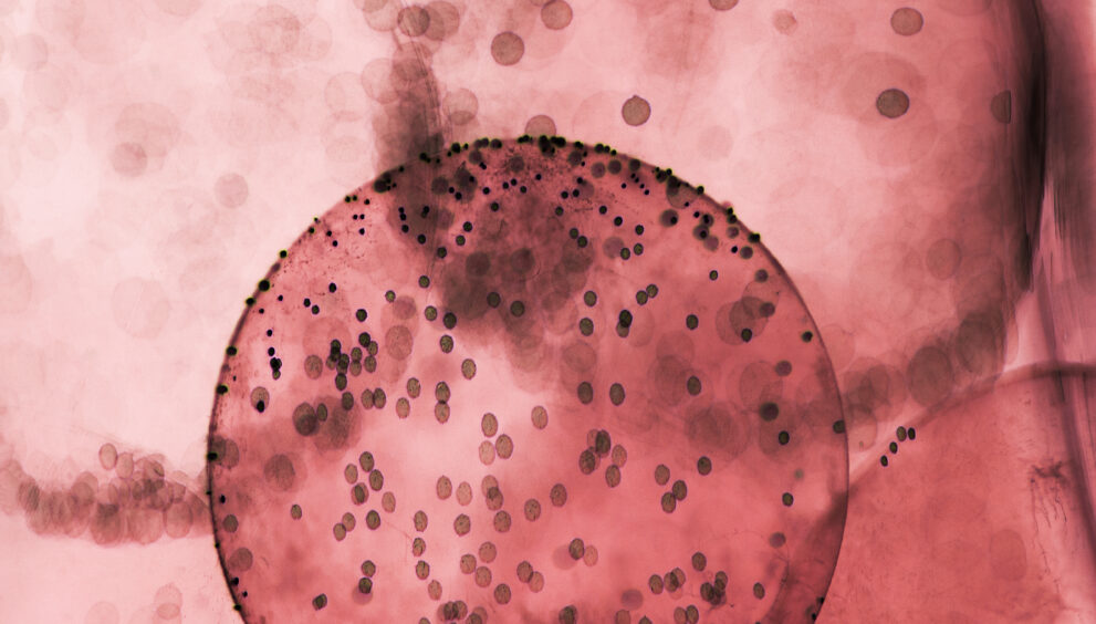 Do these common cough remedies actually work